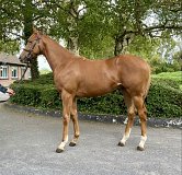 Lot no. 49 at Tattersalls Fairyhouse Yearling Sale 2025 Part 1