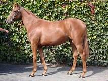 Lot no. 1156 at Tattersalls Newmarket Yearling Sale 2019 Part 2