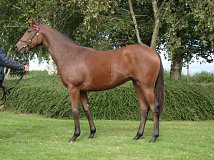 Lot no. 62 at Goffs Orby Yearling Sale 2022