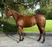 Lot no. 659 at Tattersalls Newmarket Yearling Sale 2026 Part 2