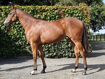 Lot no. 429 at Tattersalls Newmarket Yearling Sale 2019 Part 1