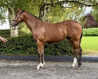 Lot no. 251 at Goffs Orby Yearling Sale 2025 Book 1