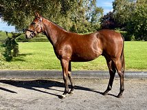 Lot no. 606 at Goffs Orby Yearling Sale 2026 Book 2