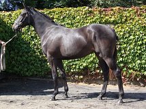 Lot no. 372 at Goffs Orby Yearling Sale 2014