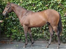 Lot no. 369 at Goffs Orby Yearling Sale 2019