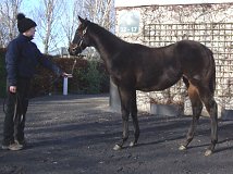 Lot no. 907 at Goffs November Foal Sale 2025