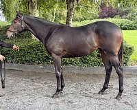 Lot no. 742 at Tattersalls Ireland September Yearling Sale 2026 Part 2