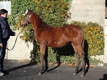 Lot no. 493 at Goffs November Foal Sale 2013