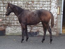 Lot no. 692 at Goffs November Foal Sale 2024