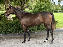 Lot no. 143 at Goffs Orby Yearling Sale 2026 Book 1