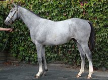 Lot no. 1197 at Tattersalls Newmarket Yearling Sale 2019 Part 2