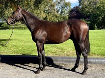 Lot no. 629 at Goffs Orby Yearling Sale 2026 Book 2