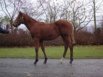 Lot no. 250 at Goffs November Foal Sale 2012