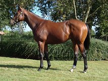 Lot no. 148 at Goffs Orby Yearling Sale 2021