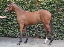 Lot no. 5 at Goffs Orby Yearling Sale 2018