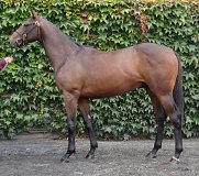 Lot no. 411 at Tattersalls Fairyhouse Yearling Sale 2019