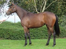 Lot no. 313 at Goffs Orby Yearling Sale 2020 in Doncaster