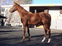 Lot no. 822 at Goffs November Foal Sale 2022