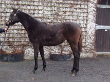 Lot no. 187 at Goffs November Foal Sale 2024