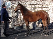 Lot no. 919 at Goffs November Foal Sale 2025