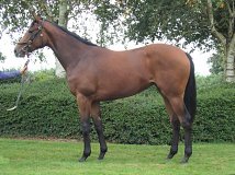 Lot no. 323 at Tattersalls Fairyhouse Yearling Sale 2020 in Newmarket