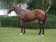 Lot no. 220 at Tattersalls Fairyhouse Yearling Sale 2021 in Newmarket