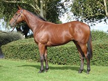Lot no. 23 at Goffs Orby Yearling Sale 2023 Book 1