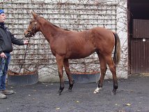 Lot no. 255 at Goffs November Foal Sale 2023