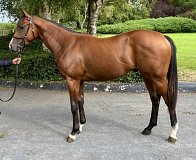 Lot no. 131 at Tattersalls Fairyhouse Yearling Sale 2025 Part 1