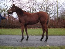 Lot no. 272 at Goffs November Foal Sale 2012