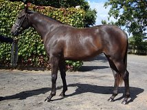 Lot no. 463 at Tattersalls Newmarket Yearling Sale 2014
