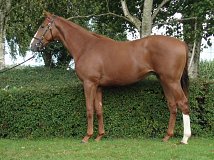 Lot no. 39 at Goffs Orby Yearling Sale 2023 Book 1