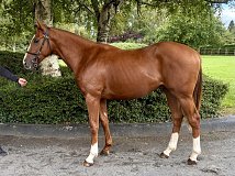 Lot no. 218 at Goffs Orby Yearling Sale 2026 Book 1