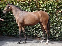 Lot no. 47 at Goffs Orby Yearling Sale 2018