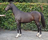 Lot no. 448 at Goffs Orby Yearling Sale 2019