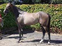 Lot no. 16 at Tattersalls Fairyhouse Yearling Sale 2014
