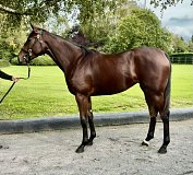 Lot no. 861 at Tattersalls Newmarket Yearling Sale 2026 Part 2