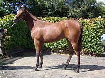 Lot no. 11 at Goffs Orby Yearling Sale 2014