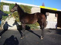 Lot no. 273 at Goffs November Foal Sale 2013