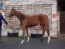 Lot no. 125 at Goffs November Foal Sale 2021