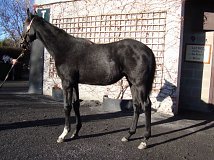 Lot no. 857 at Goffs November Foal Sale 2022