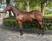 Lot no. 361 at Goffs Orby Yearling Sale 2025 Book 1