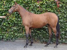 Lot no. 28 at Tattersalls Newmarket Yearling Sale 2019 Part 1