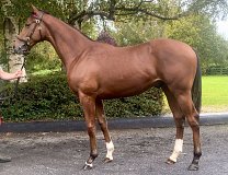 Lot no. 374 at Goffs Orby Yearling Sale 2025 Book 1
