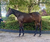 Lot no. 424 at Tattersalls Newmarket Yearling Sale 2025 Book 1