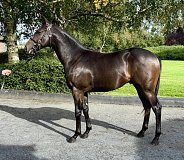 Lot no. 247 at Tattersalls Newmarket Yearling Sale 2026 Book 1