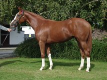 Lot no. 195 at Tattersalls Fairyhouse Yearling Sale 2022