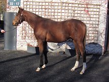 Lot no. 377 at Goffs November Foal Sale 2022