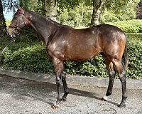 Lot no. 105 at Tattersalls Ireland September Yearling Sale 2026 Part 1