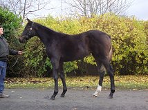 Lot no. 559 at Goffs November Foal Sale 2012